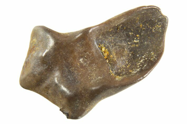 Fossil Pachycephalosaurus Tooth - Montana #338969